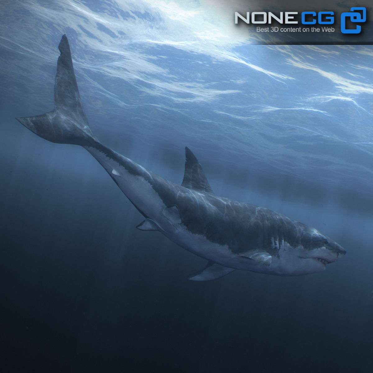 Animated Great White Shark Low-poly 3D model_29