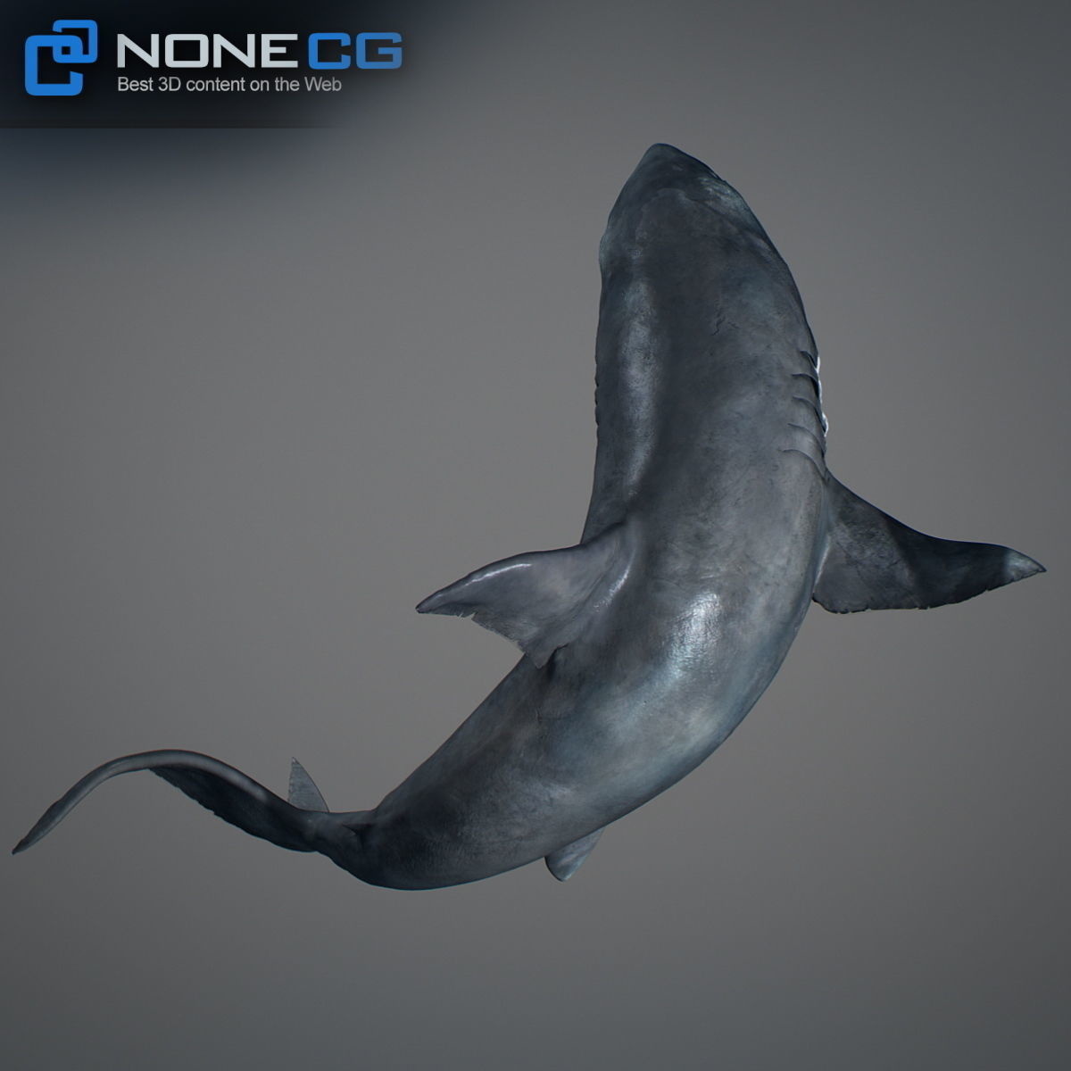 Animated Great White Shark Low-poly 3D model_10