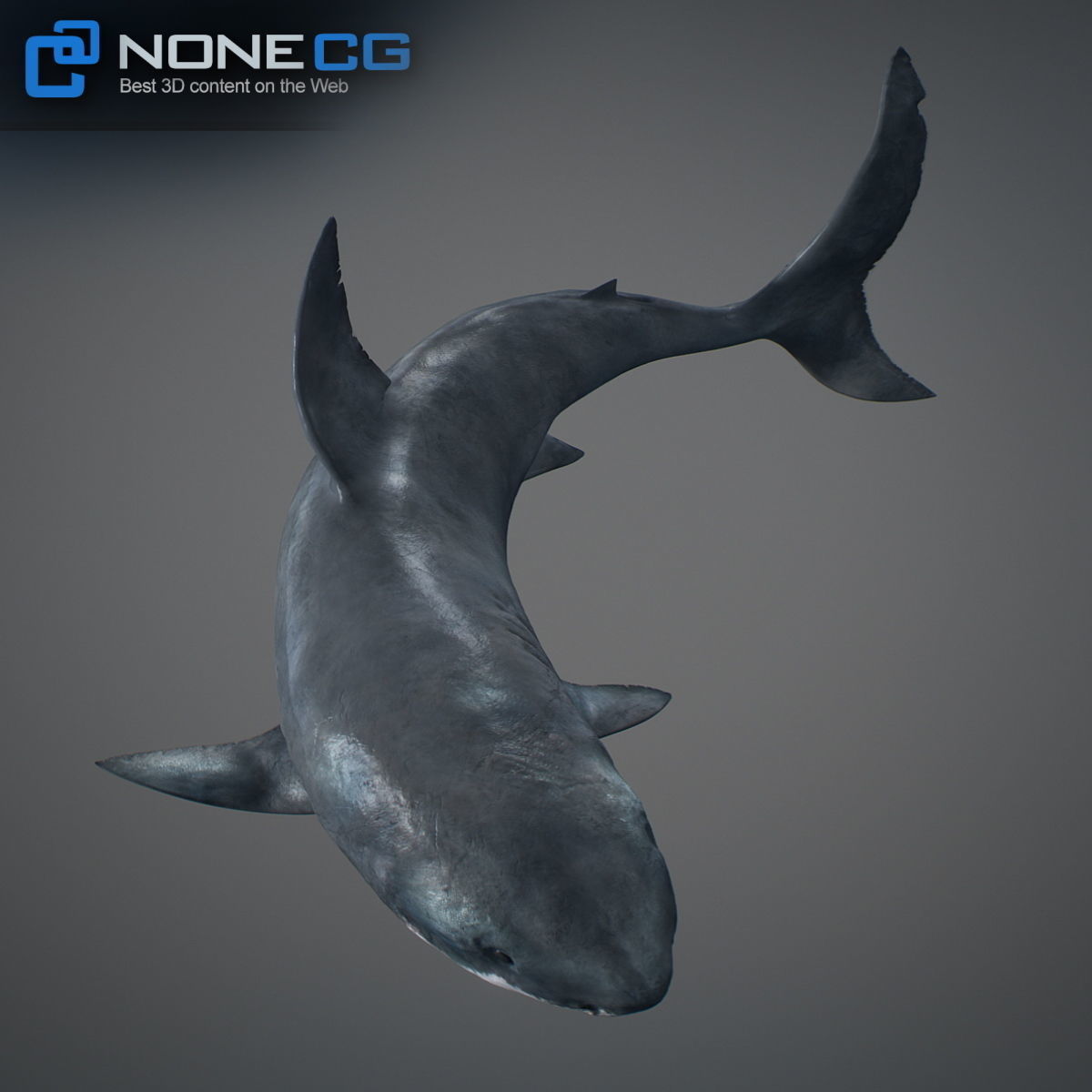 Animated Great White Shark Low-poly 3D model_24