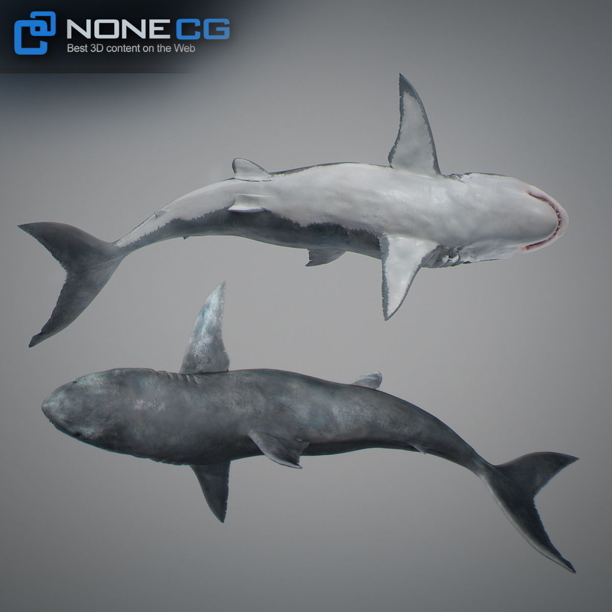 Animated Great White Shark Low-poly 3D model_32