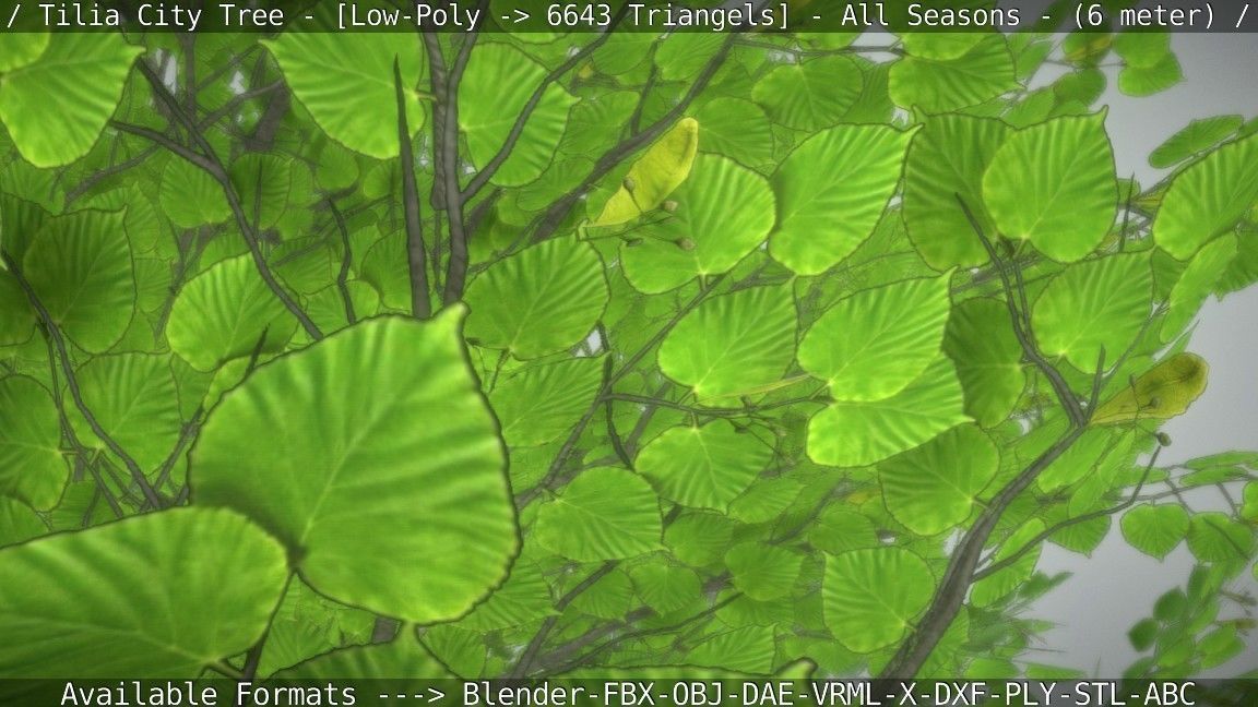 Tilia Tree - 6 Meter -  All Seasons Low-poly 3D model_7