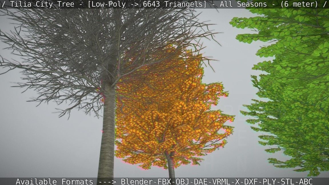 Tilia Tree - 6 Meter -  All Seasons Low-poly 3D model_47