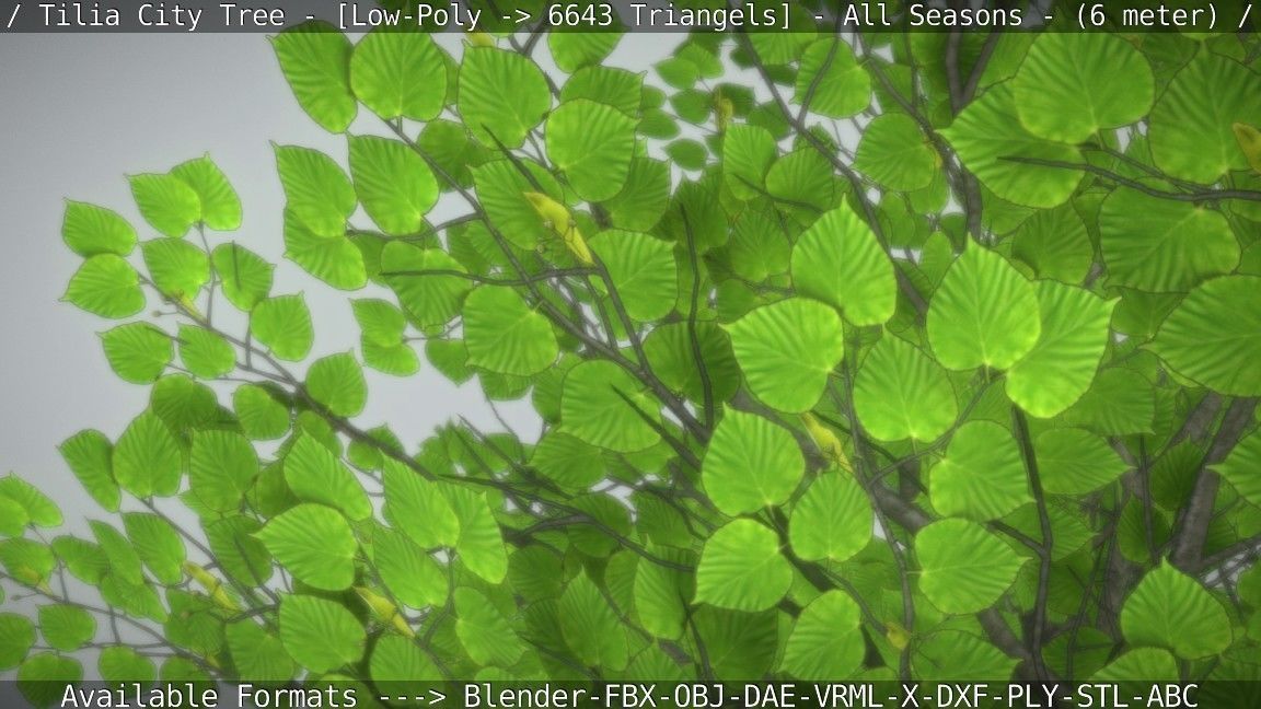 Tilia Tree - 6 Meter -  All Seasons Low-poly 3D model_86