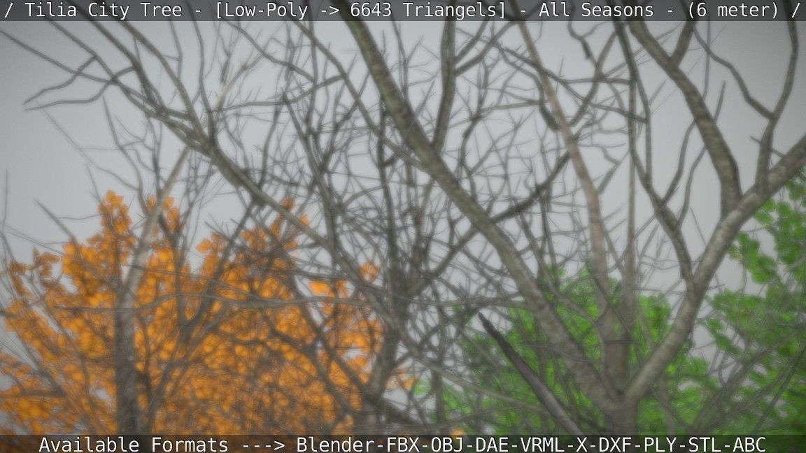 Tilia Tree - 6 Meter -  All Seasons Low-poly 3D model_70