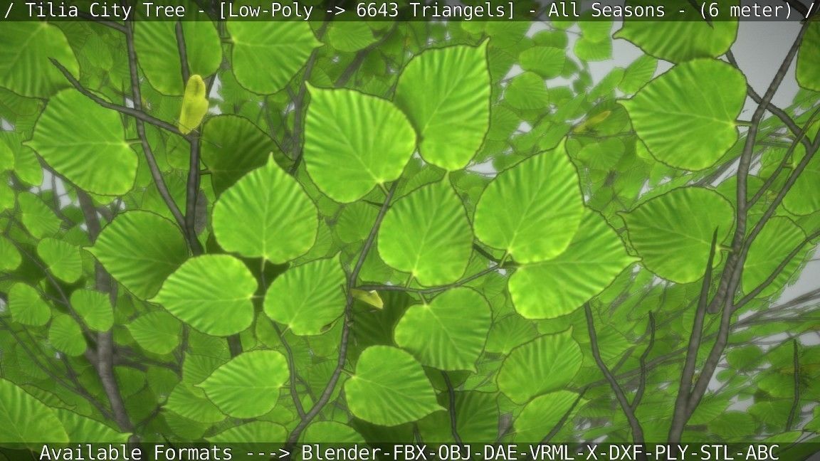 Tilia Tree - 6 Meter -  All Seasons Low-poly 3D model_94