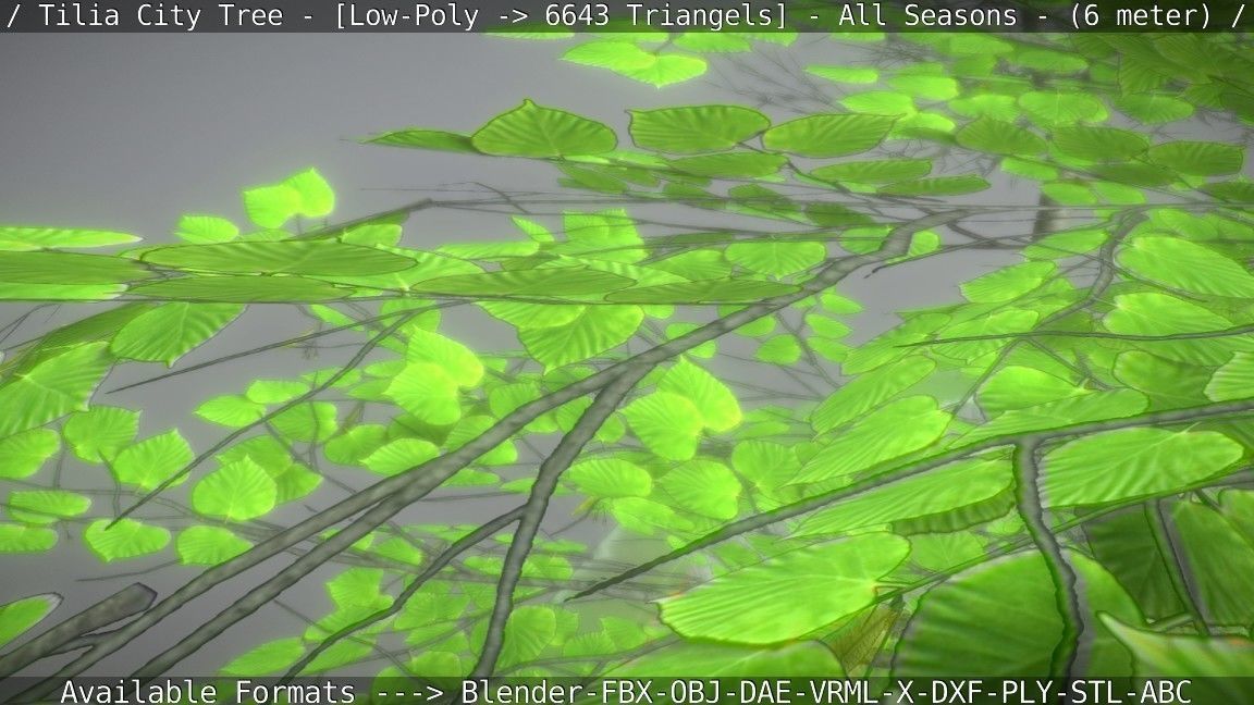 Tilia Tree - 6 Meter -  All Seasons Low-poly 3D model_97