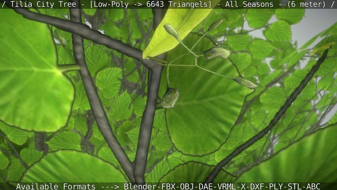 Tilia Tree - 6 Meter -  All Seasons Low-poly 3D model_88