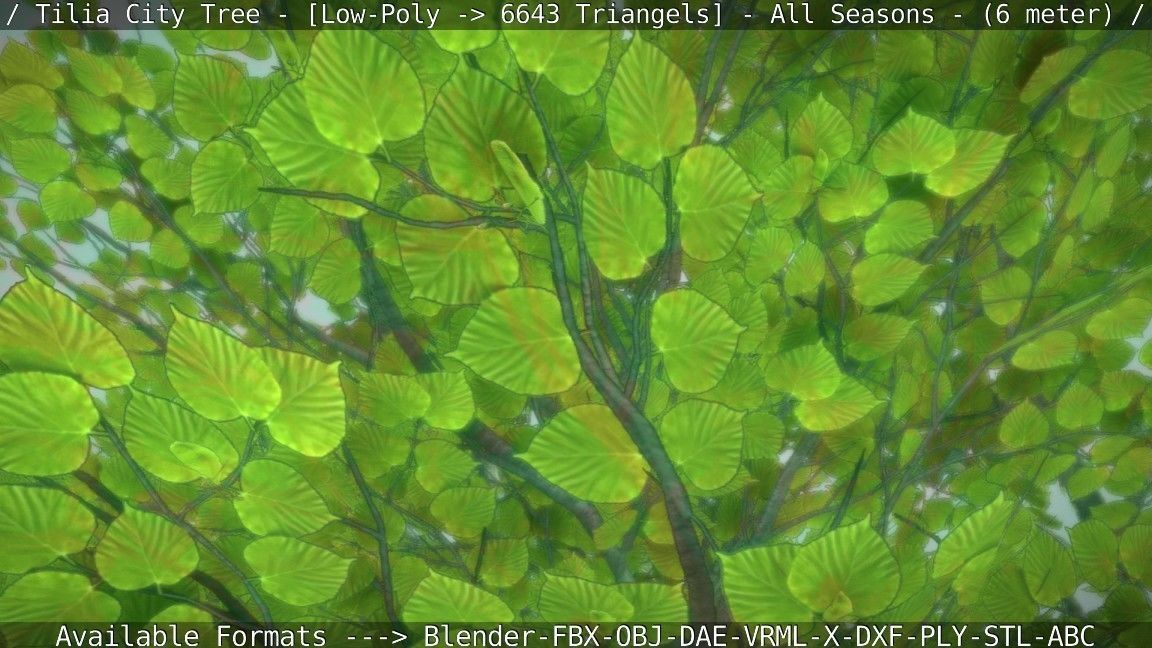 Tilia Tree - 6 Meter -  All Seasons Low-poly 3D model_91