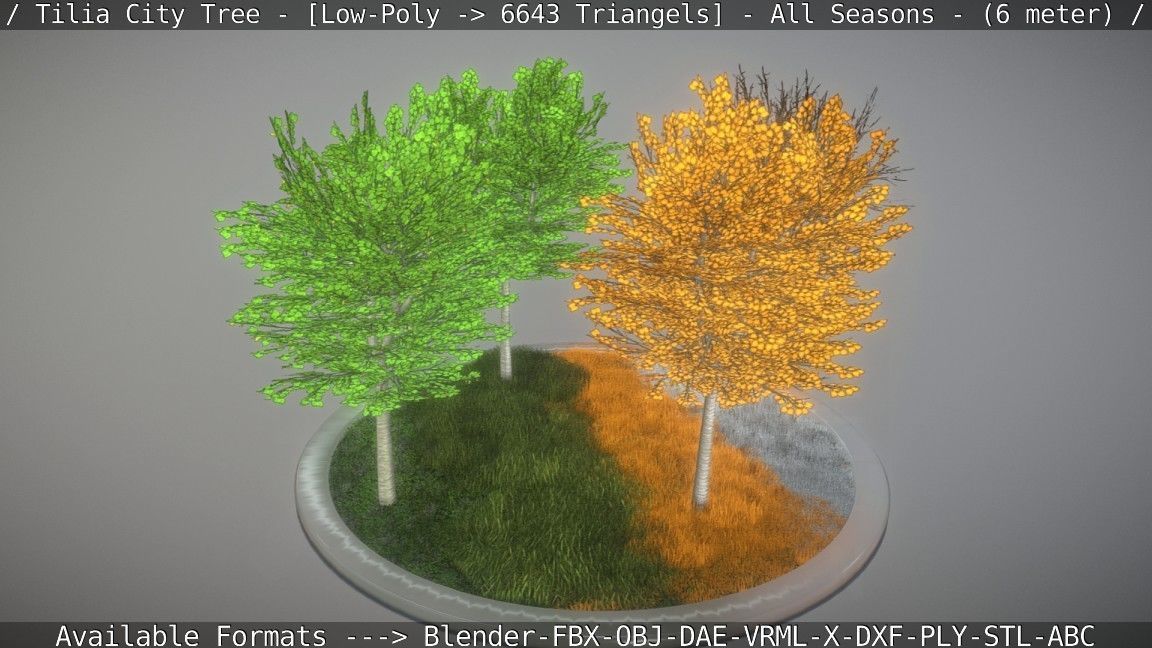 Tilia Tree - 6 Meter -  All Seasons Low-poly 3D model_23