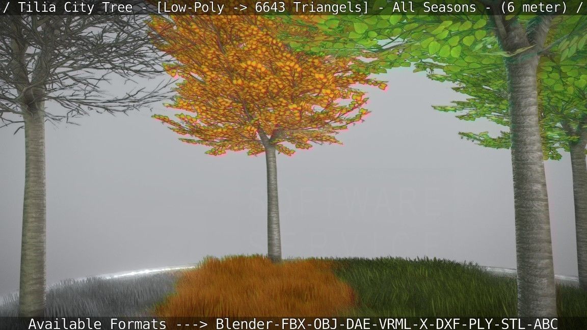 Tilia Tree - 6 Meter -  All Seasons Low-poly 3D model_43
