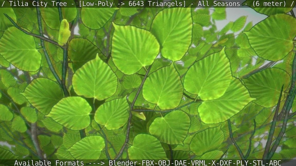 Tilia Tree - 6 Meter -  All Seasons Low-poly 3D model_89