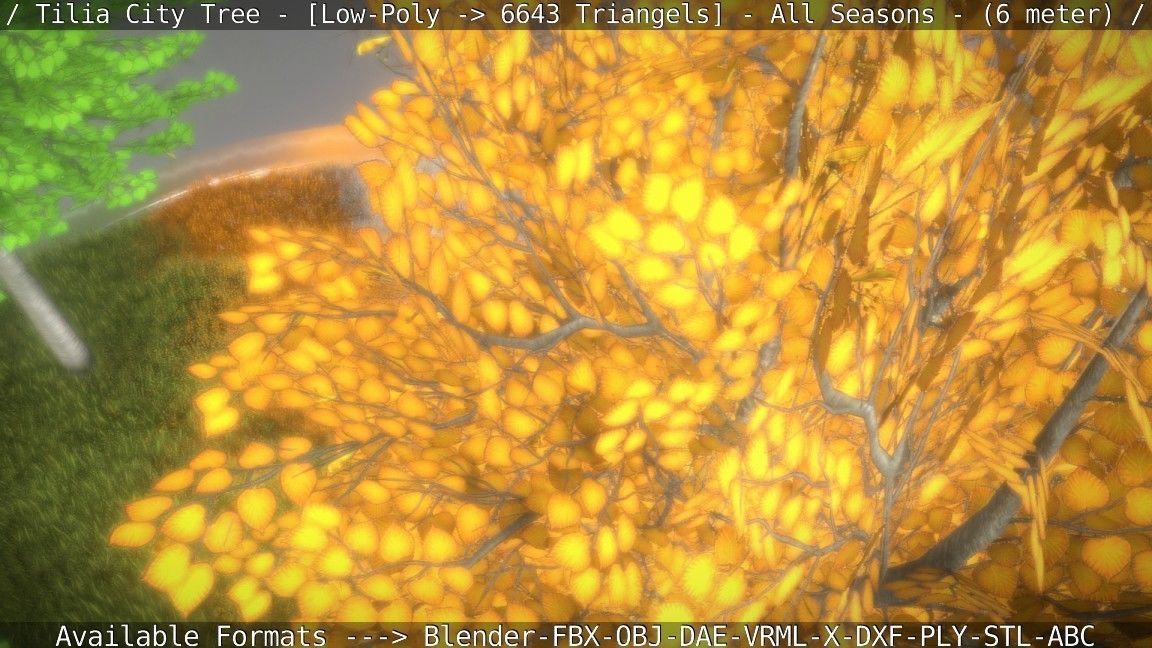 Tilia Tree - 6 Meter -  All Seasons Low-poly 3D model_17