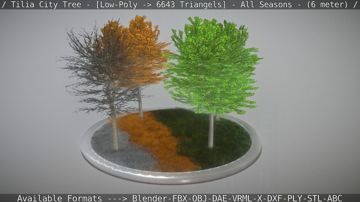 Tilia Tree - 6 Meter -  All Seasons Low-poly 3D model_35
