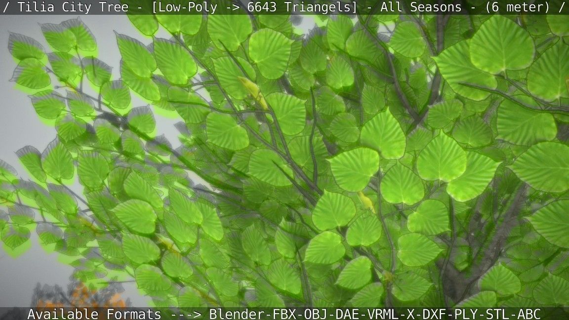 Tilia Tree - 6 Meter -  All Seasons Low-poly 3D model_11