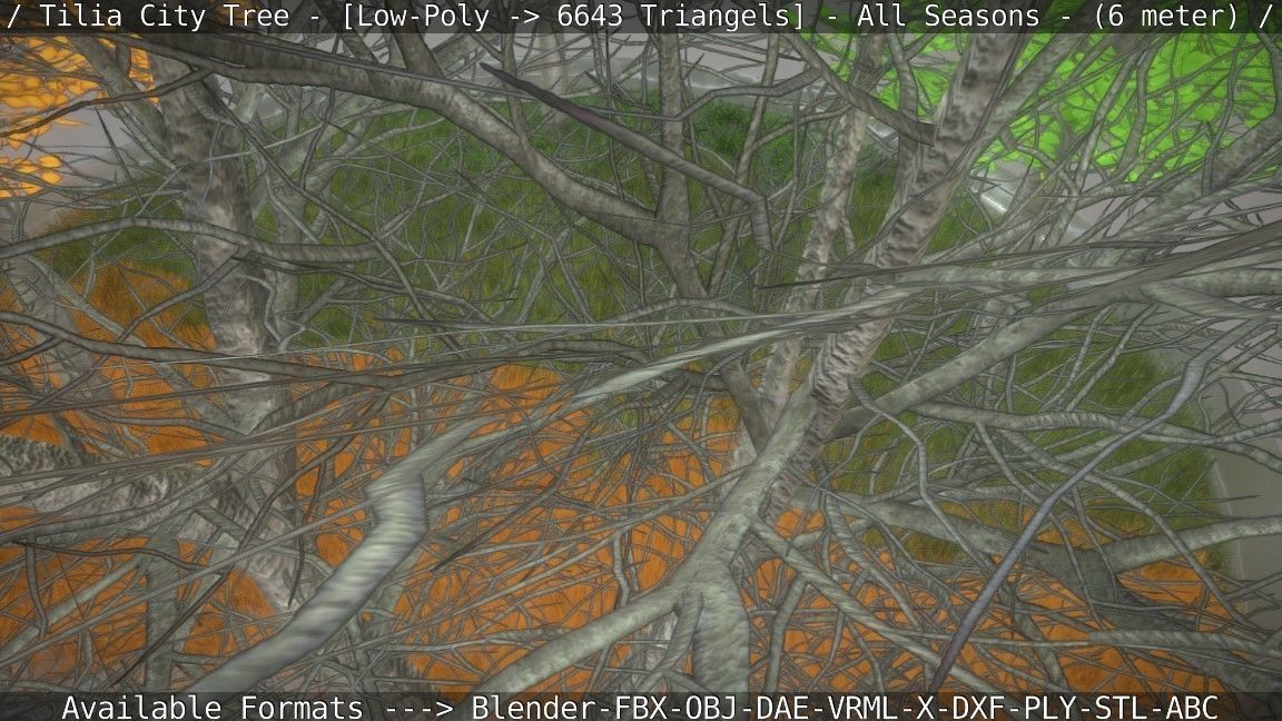 Tilia Tree - 6 Meter -  All Seasons Low-poly 3D model_8