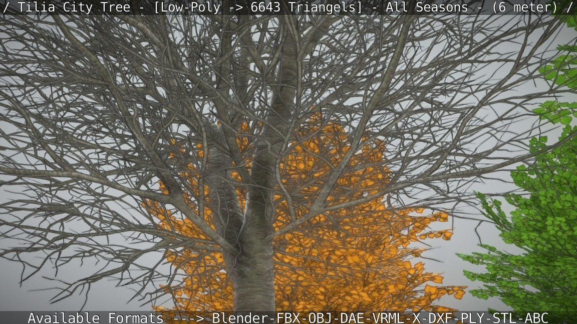 Tilia Tree - 6 Meter -  All Seasons Low-poly 3D model_53