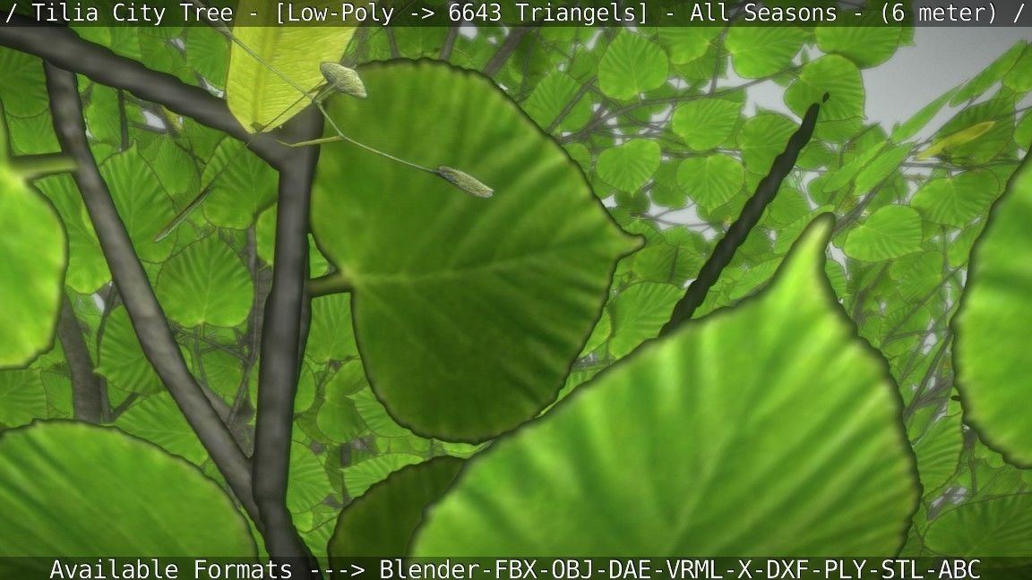 Tilia Tree - 6 Meter -  All Seasons Low-poly 3D model_2