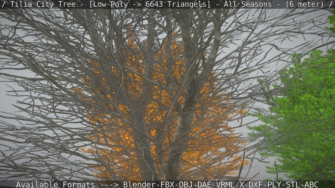 Tilia Tree - 6 Meter -  All Seasons Low-poly 3D model_54