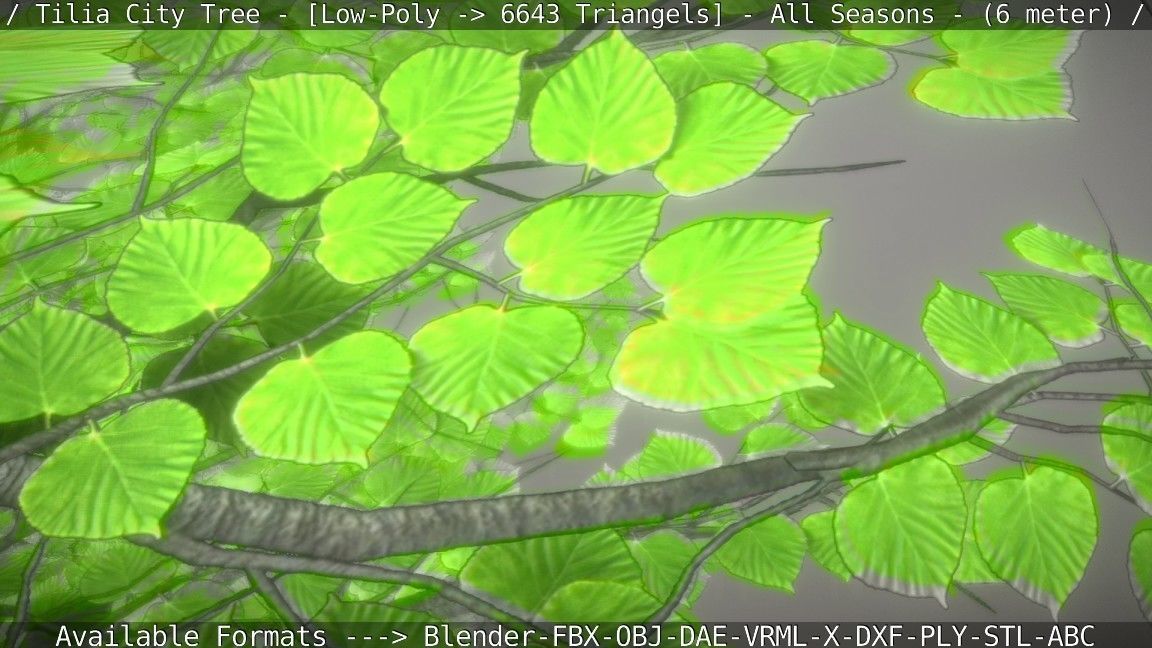 Tilia Tree - 6 Meter -  All Seasons Low-poly 3D model_102