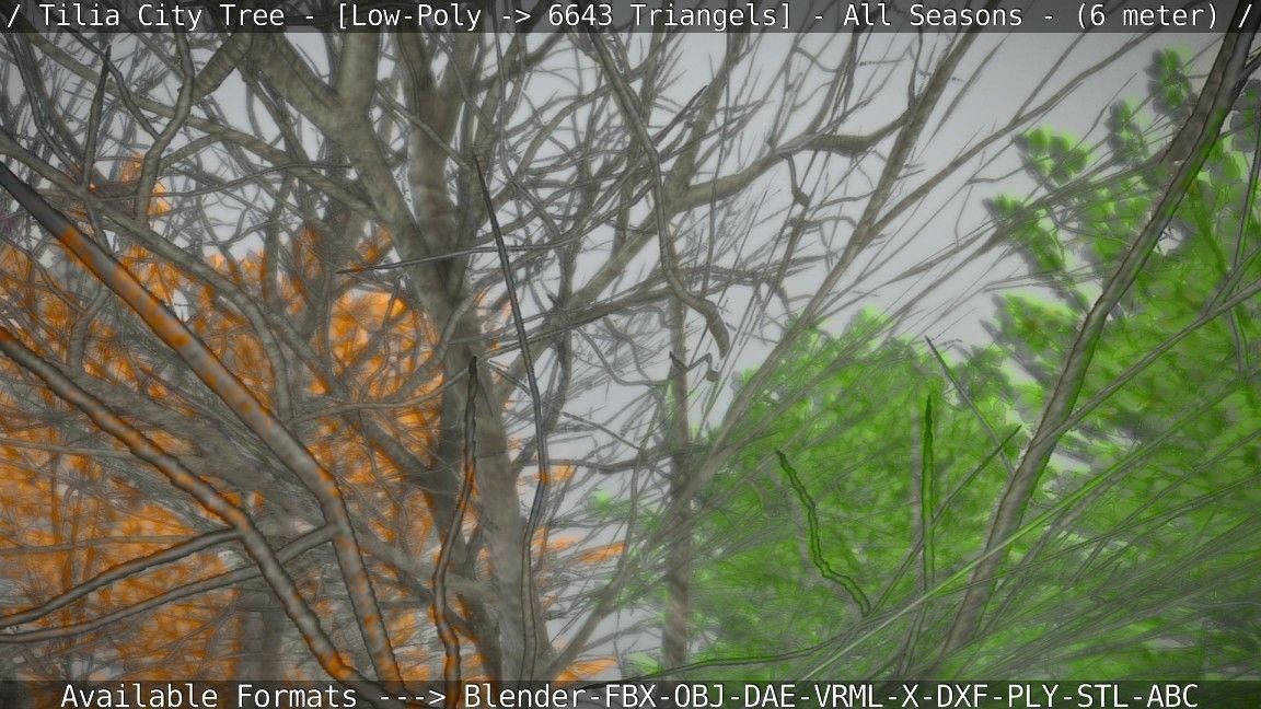 Tilia Tree - 6 Meter -  All Seasons Low-poly 3D model_80