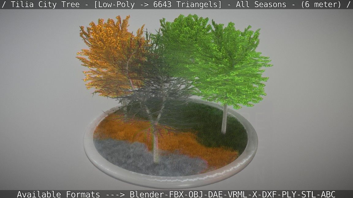 Tilia Tree - 6 Meter -  All Seasons Low-poly 3D model_33