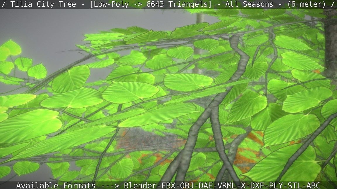 Tilia Tree - 6 Meter -  All Seasons Low-poly 3D model_100