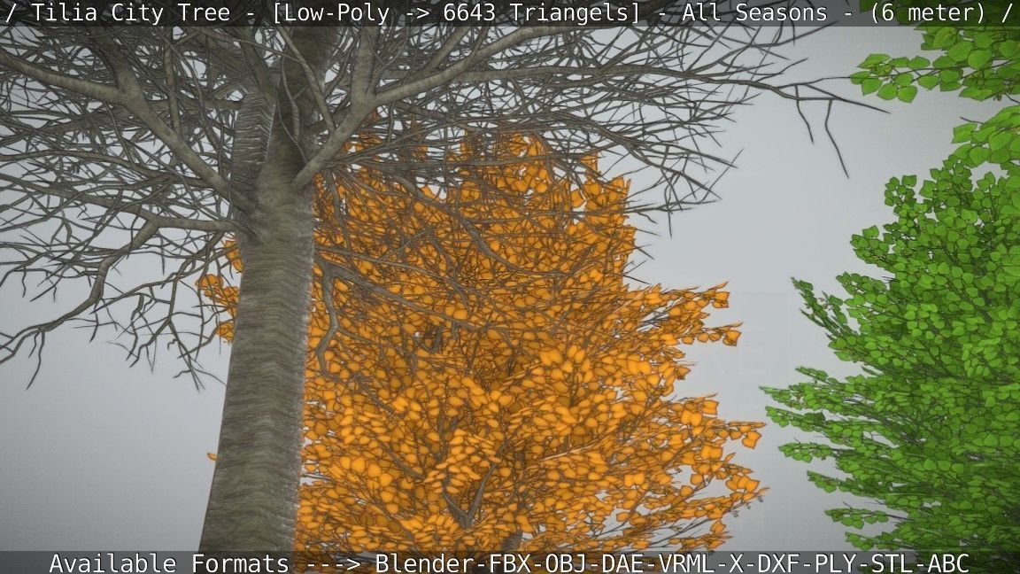 Tilia Tree - 6 Meter -  All Seasons Low-poly 3D model_50