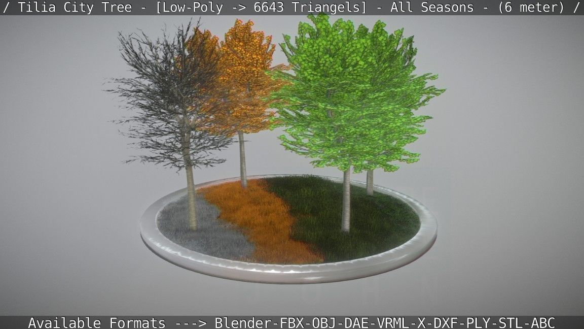 Tilia Tree - 6 Meter -  All Seasons Low-poly 3D model_38