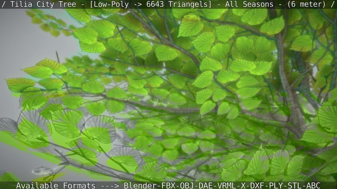 Tilia Tree - 6 Meter -  All Seasons Low-poly 3D model_93