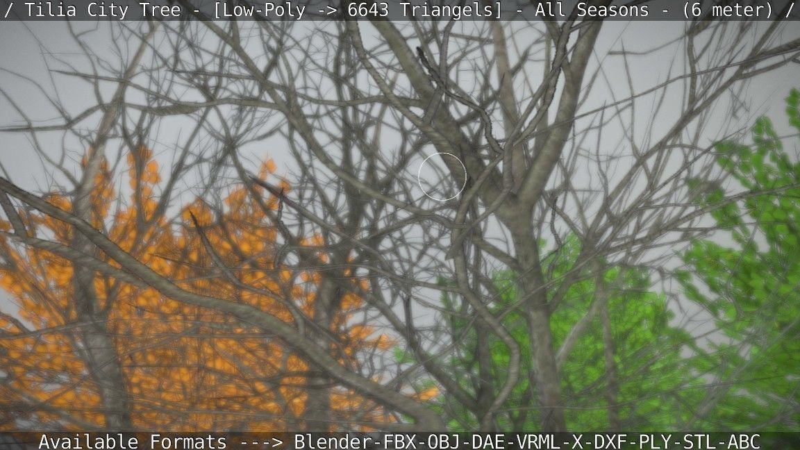 Tilia Tree - 6 Meter -  All Seasons Low-poly 3D model_73