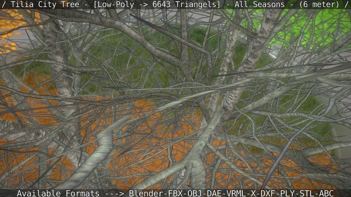 Tilia Tree - 6 Meter -  All Seasons Low-poly 3D model_60