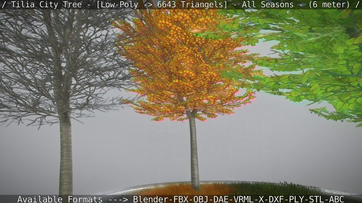 Tilia Tree - 6 Meter -  All Seasons Low-poly 3D model_13