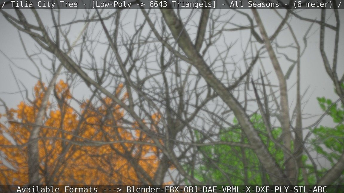 Tilia Tree - 6 Meter -  All Seasons Low-poly 3D model_16