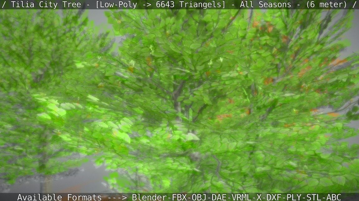 Tilia Tree - 6 Meter -  All Seasons Low-poly 3D model_5