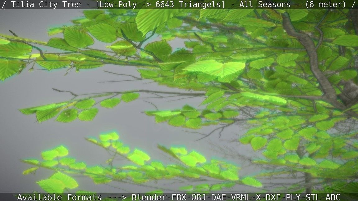 Tilia Tree - 6 Meter -  All Seasons Low-poly 3D model_95