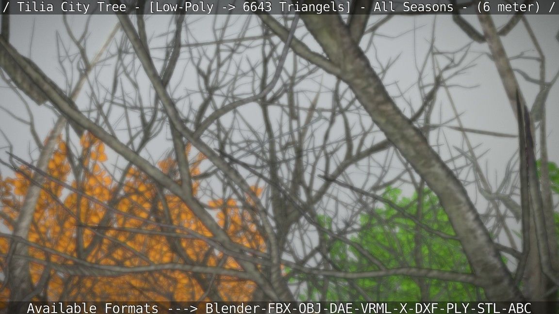 Tilia Tree - 6 Meter -  All Seasons Low-poly 3D model_71