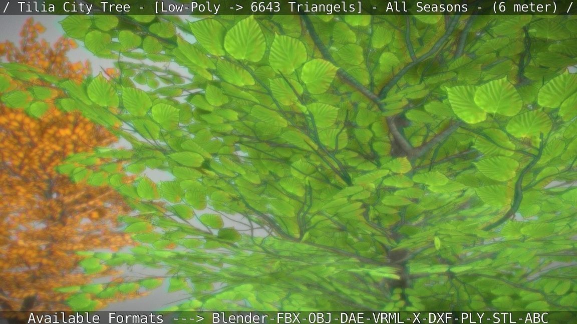 Tilia Tree - 6 Meter -  All Seasons Low-poly 3D model_81