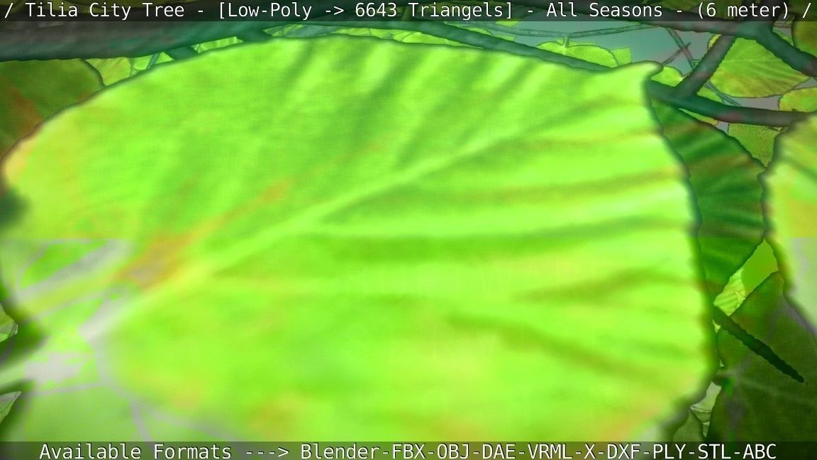 Tilia Tree - 6 Meter -  All Seasons Low-poly 3D model_98