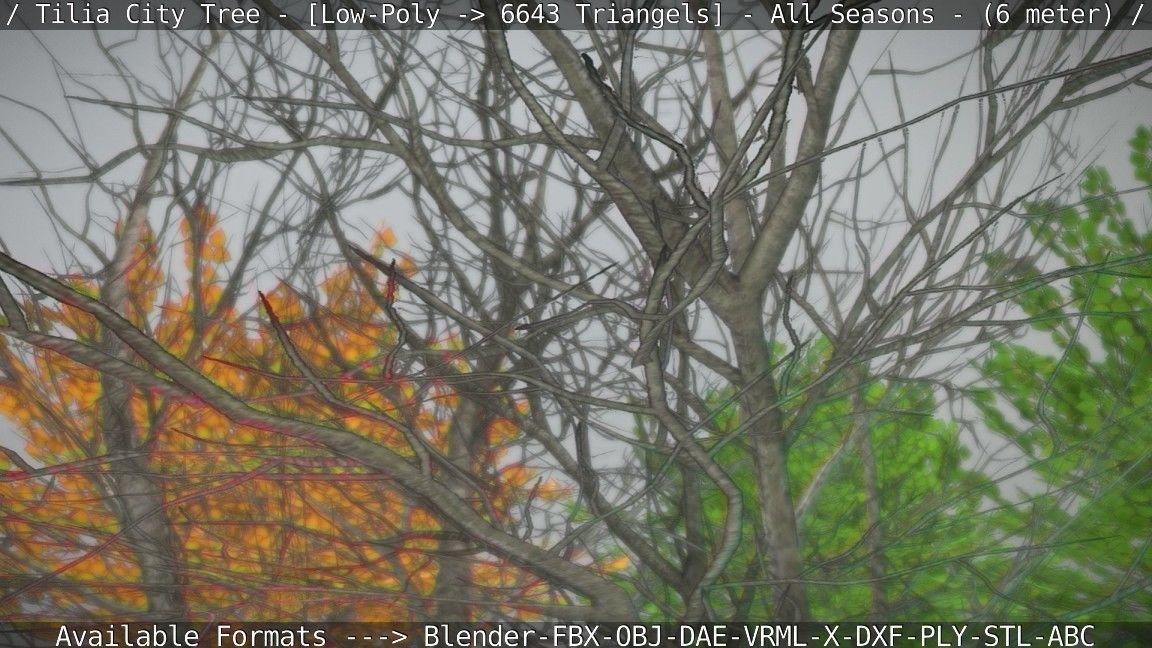 Tilia Tree - 6 Meter -  All Seasons Low-poly 3D model_76