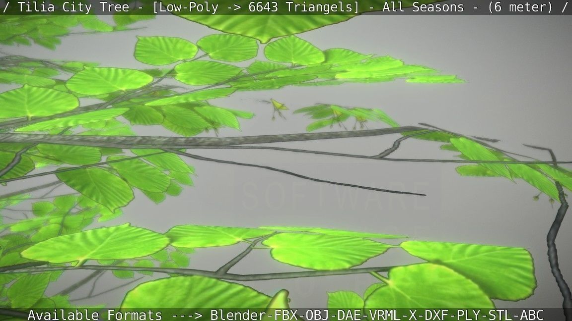 Tilia Tree - 6 Meter -  All Seasons Low-poly 3D model_105