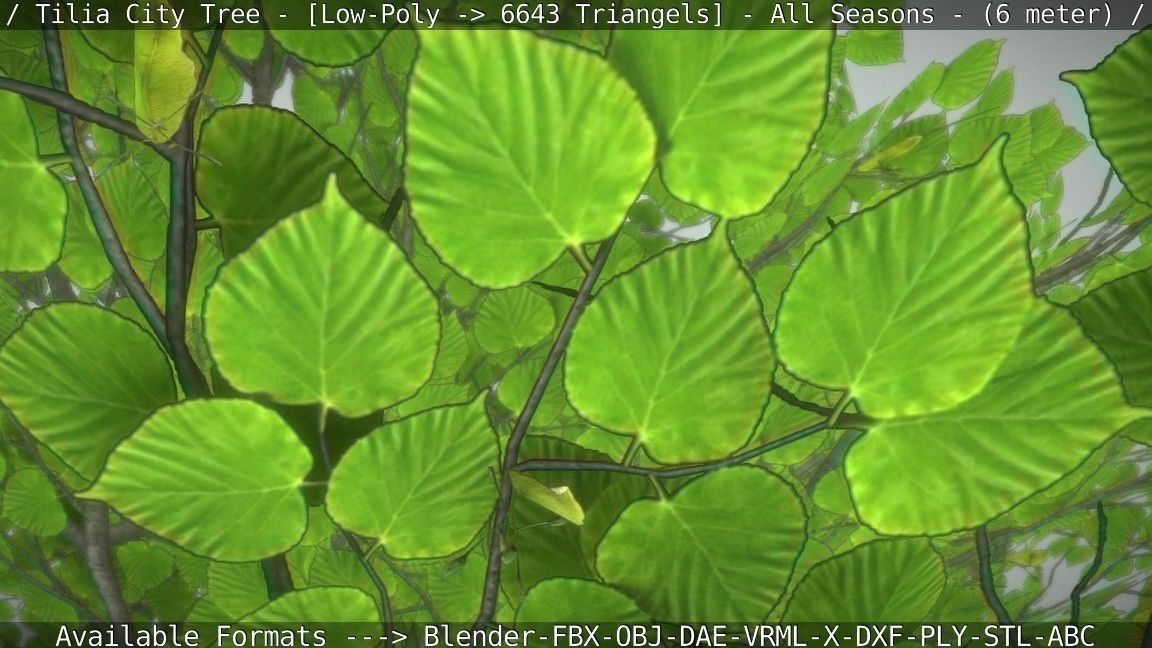 Tilia Tree - 6 Meter -  All Seasons Low-poly 3D model_6