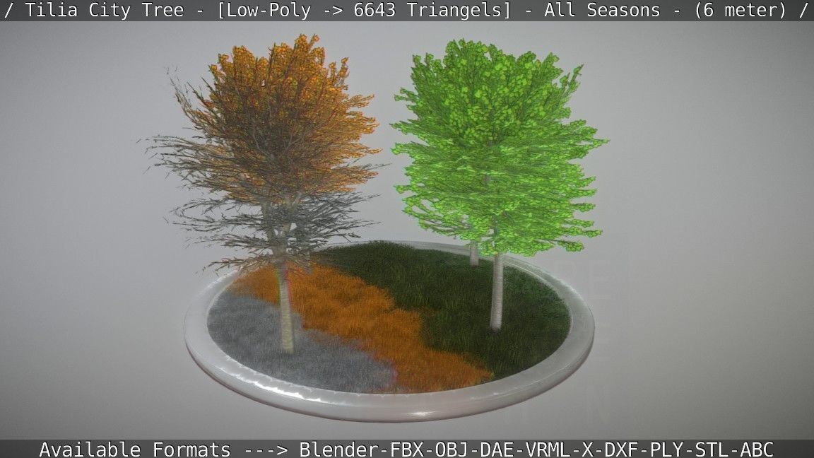 Tilia Tree - 6 Meter -  All Seasons Low-poly 3D model_34