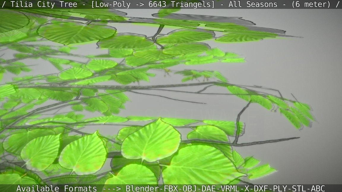 Tilia Tree - 6 Meter -  All Seasons Low-poly 3D model_106
