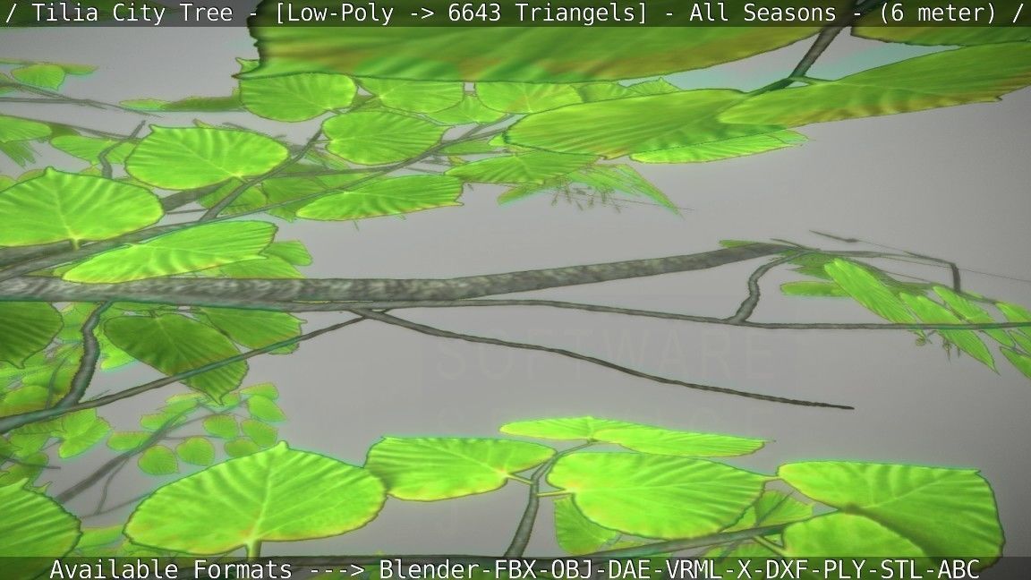 Tilia Tree - 6 Meter -  All Seasons Low-poly 3D model_104