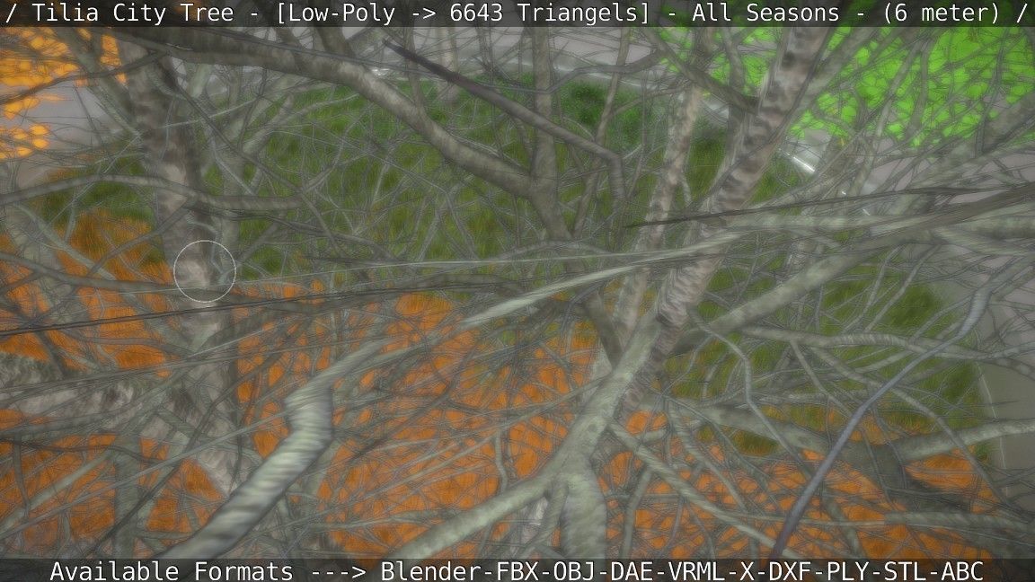 Tilia Tree - 6 Meter -  All Seasons Low-poly 3D model_57