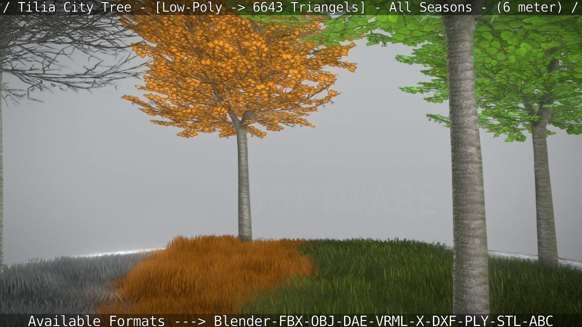 Tilia Tree - 6 Meter -  All Seasons Low-poly 3D model_42