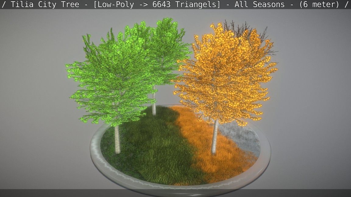 Tilia Tree - 6 Meter -  All Seasons Low-poly 3D model_15