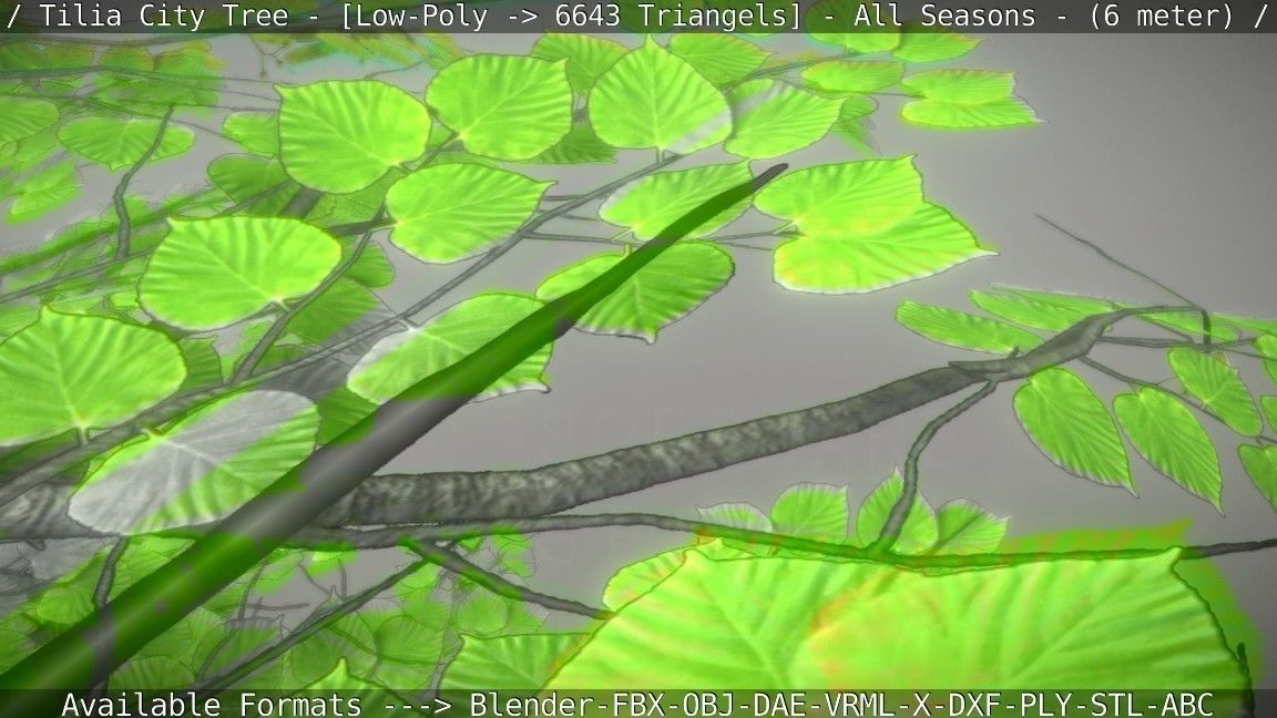 Tilia Tree - 6 Meter -  All Seasons Low-poly 3D model_103