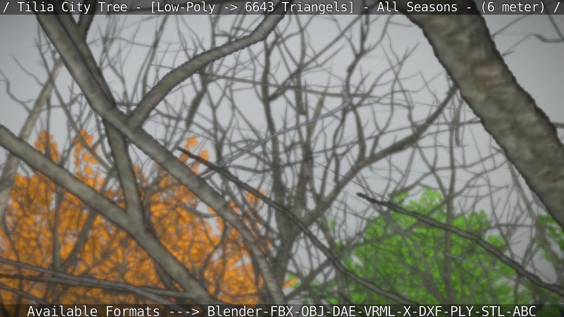 Tilia Tree - 6 Meter -  All Seasons Low-poly 3D model_69