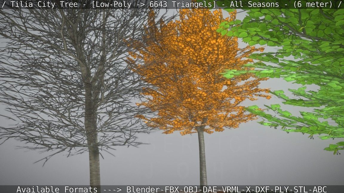 Tilia Tree - 6 Meter -  All Seasons Low-poly 3D model_46